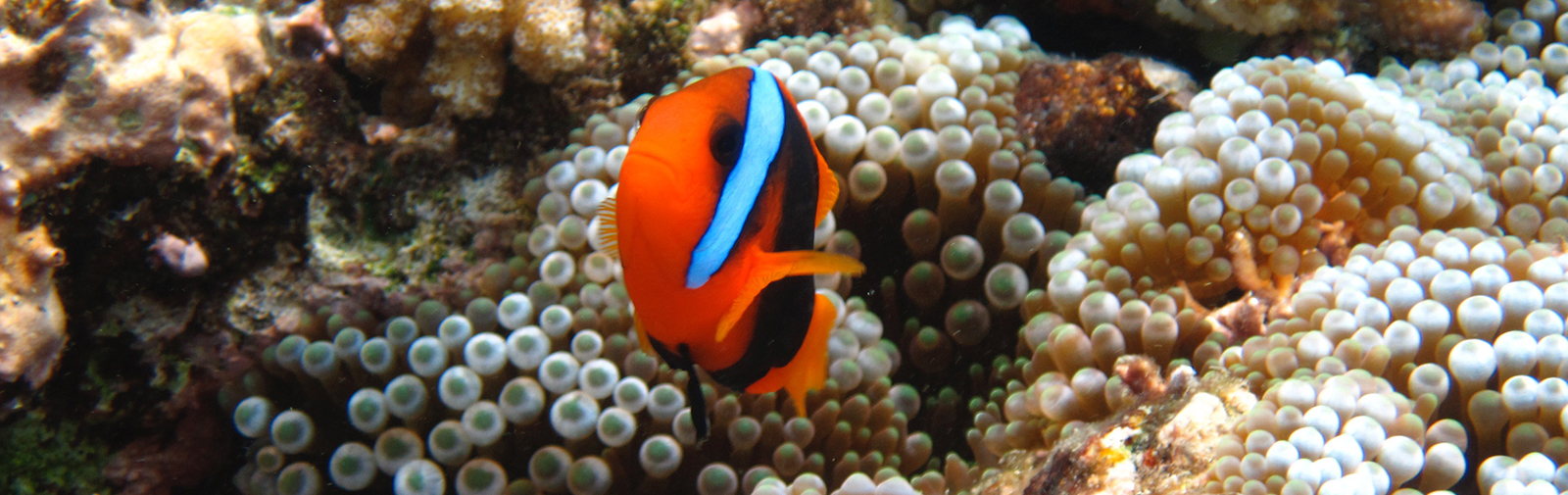 Australie - Grande barrière de corail