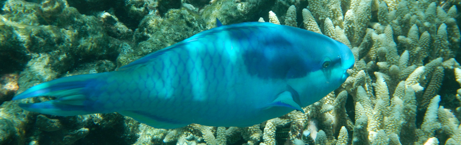 Australie - Grande barrière de corail