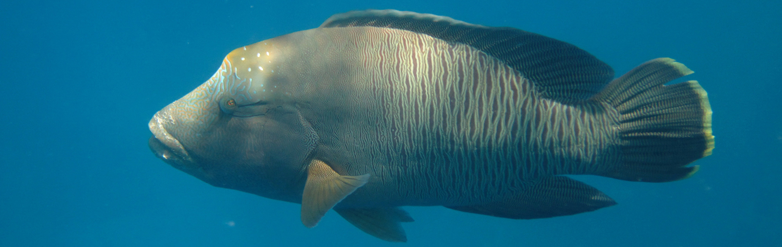 Australie - Grande barrière de corail